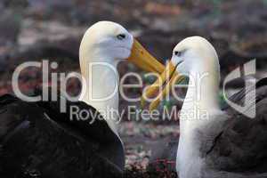 Albatross pair