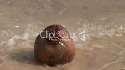 Coconut on a tropica beach