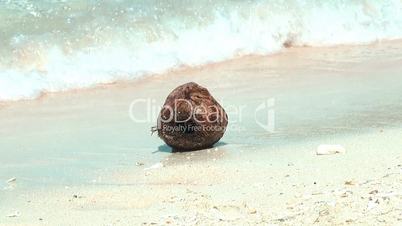 Coconut on a tropica beach