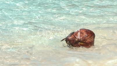 Coconut on a tropica beach