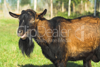 Ziegenbock, billy goat