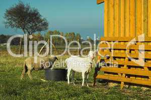 Ziege und Schaf, goat and sheep