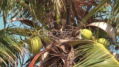Coconats on the palm tree