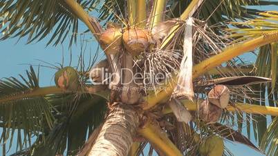 Coconats on the palm tree