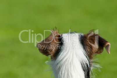 Jack Russell Terrier