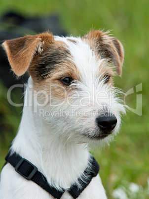 Parson Russell Terrier