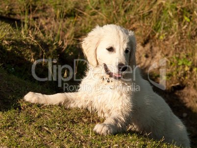 Golden Retriever Welpe