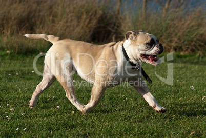 Englische Bulldogge