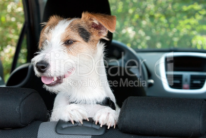 Hund im Auto