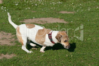 Dreibeiniger Hund