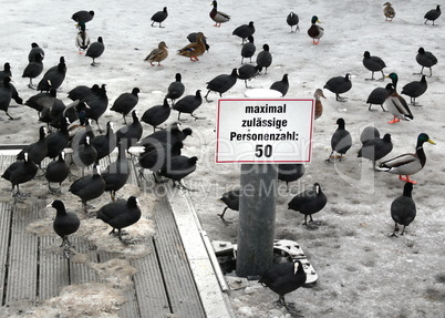 Enten und Blesshühner auf einem gefrorenen See