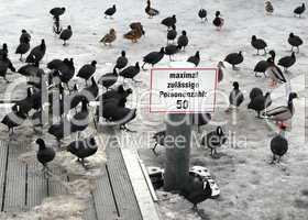 Enten und Blesshühner auf einem gefrorenen See