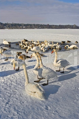 Schwäne im Winter an einem Wasserloch