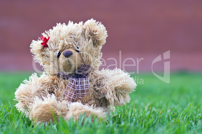 cute teddy bear sitting alone in the grass