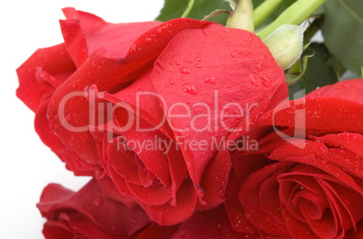 close view of wet red roses