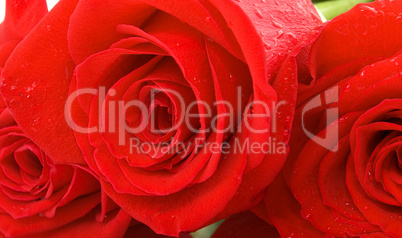 macro view of three wet red roses
