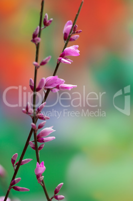 Spring Twig with pink blossoms