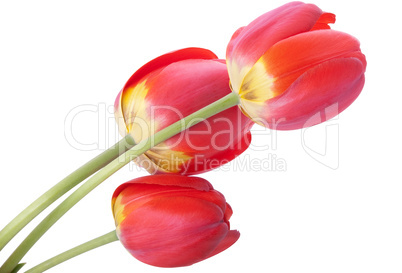 three red tulips