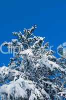Winter - snowy firtree