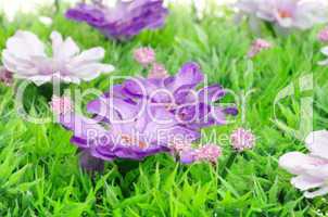 Blumenwiese - flower meadow 05