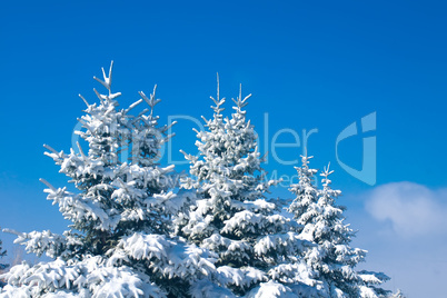 Forest in winter - snowy firtrees