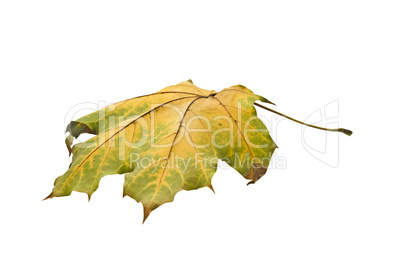 Autumn. Isolated maple leaf