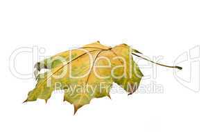 Autumn. Isolated maple leaf