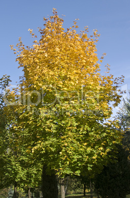 Autumn is coming. Maple tree is getting yellow