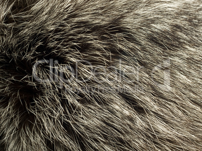 Beautiful fur of polar Fox