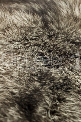 Black Polar Fox fur