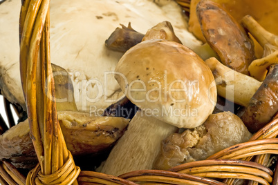 Closeup of beautiful mushrooms in the basket