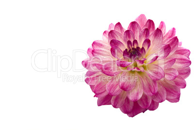 Close-up of beautiful pink dahlia