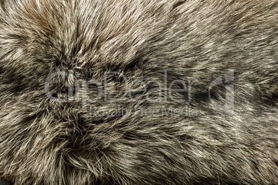 Closeup of beautiful polar Fox fur