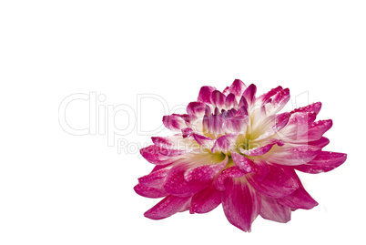 Close-up of wet dahlia (georgina)