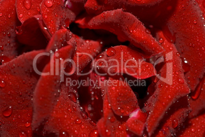 Closeup of the wet rose bud