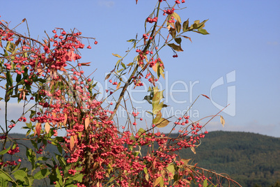 Strauchfrucht