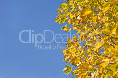 Fall. Yellow maple leaves and blue sky