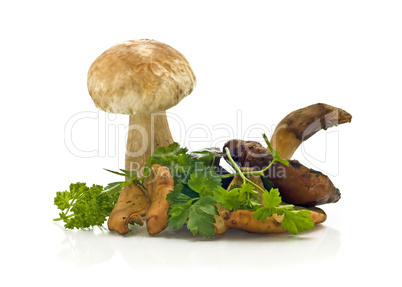 Group of mushrooms and green parsley