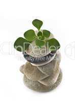 Life - balanced stone tower with green plant