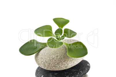 Life on the pebble - balanced stone tower with green plan