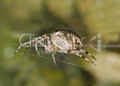 Macro of large spider on cobweb