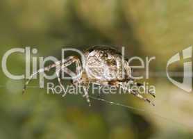 Macro of large spider on cobweb