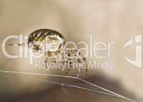 Macro shot of large spider