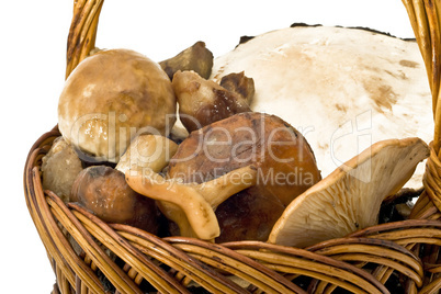 Mushrooms in the wicker woven basket