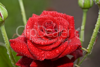 Red wet rose with water droplets