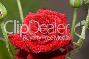 Red wet rose with water droplets