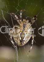 Vertical view - Close-up of Beautiful spider