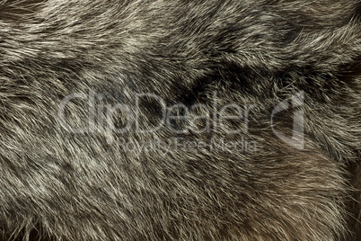 Warm polar Fox fur. Useful as background
