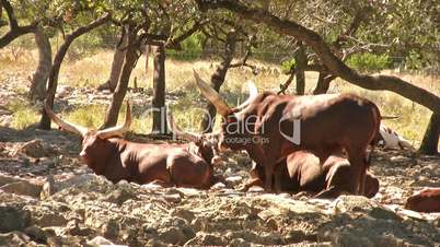 Watusi African cattle