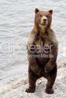 Brown bear